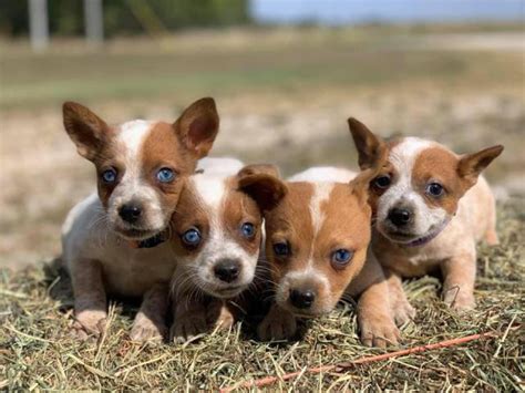Red heeler near me - Red and Blue Heeler Puppies for sale in Amherst, Virginia. $350. Share it or review it. 6 puppies (1 blue female, 2 blue males, and 3 red females) Born March 26. Had first shot. Dew claws removed. Tails docked. Wormed twice and once more before they leave.